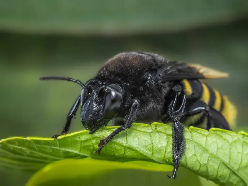 ¿Dónde vivirán las abejas en 44 años? Estudiante de la Javeriana Cali gana la beca Colombia Biodiversa para descubrirlo