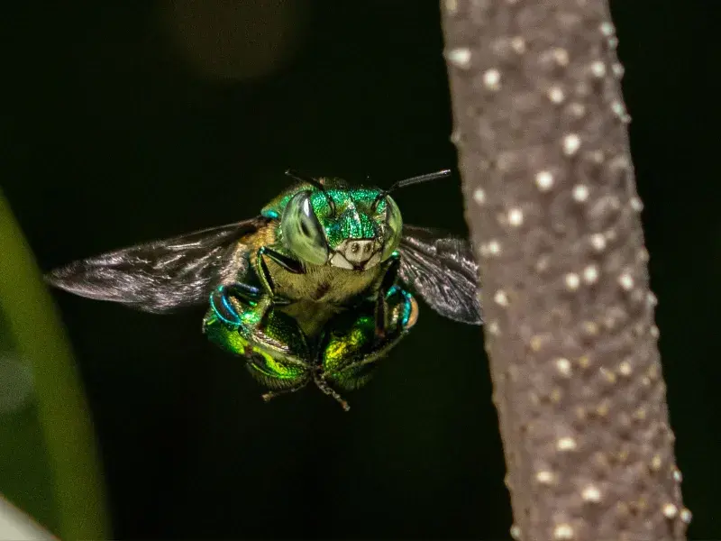 ¿Dónde vivirán las abejas en 44 años? Estudiante de la Javeriana Cali gana la beca Colombia Biodiversa para descubrirlo