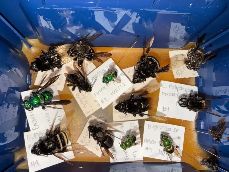 ¿Dónde vivirán las abejas en 44 años? Estudiante de la Javeriana Cali gana la beca Colombia Biodiversa para descubrirlo