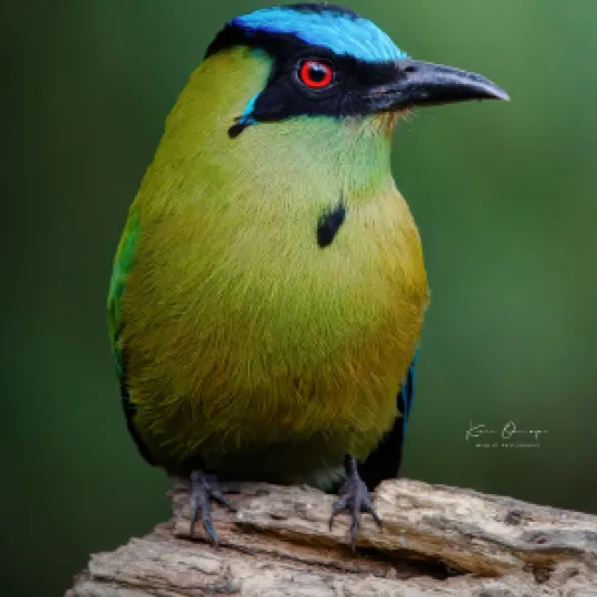 Colombia Bird Fair 2023 1